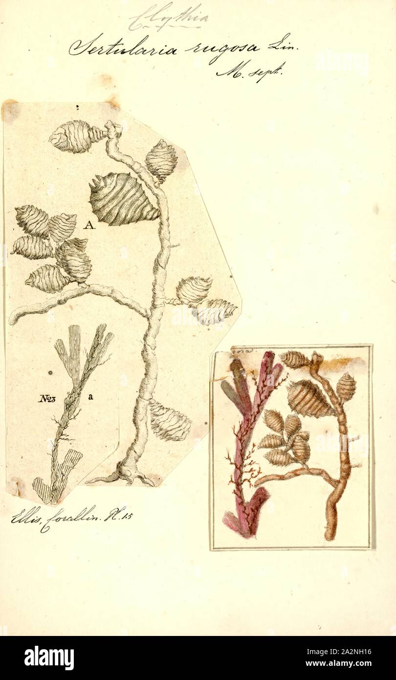 Sertularia rugosa, Print, Sertularia is a genus of hydroids in the family Sertulariidae Stock Photo