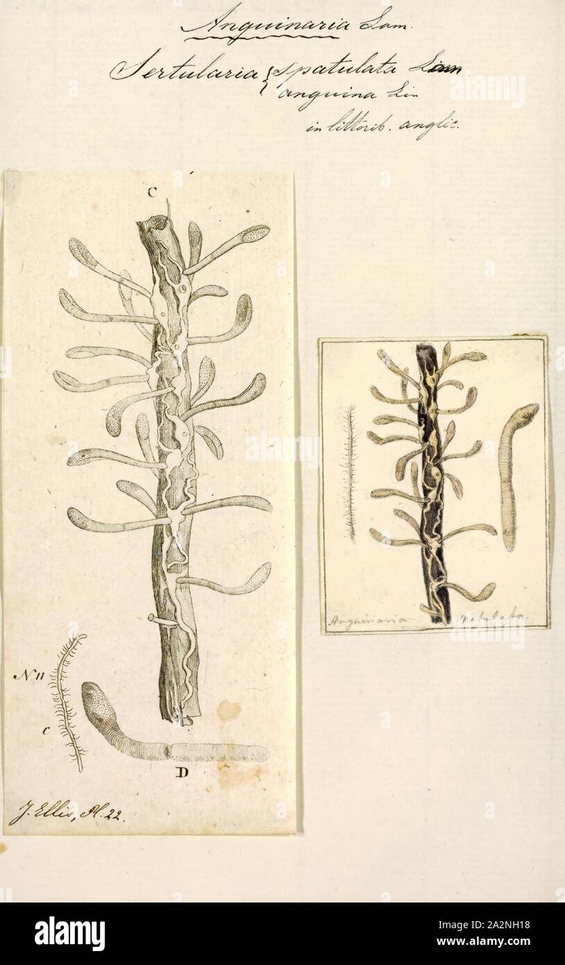 Sertularia spatulata, Print, Sertularia is a genus of hydroids in the family Sertulariidae Stock Photo