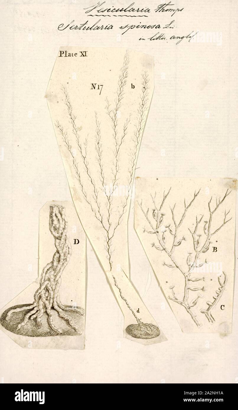 Sertularia spinosa, Print, Sertularia is a genus of hydroids in the family Sertulariidae Stock Photo