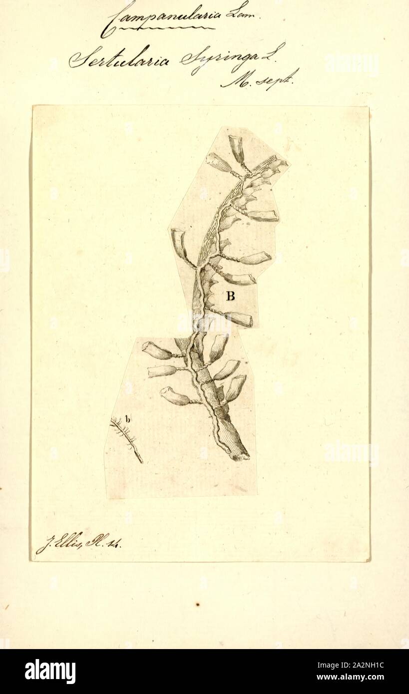 Sertularia syringa, Print, Sertularia is a genus of hydroids in the family Sertulariidae Stock Photo