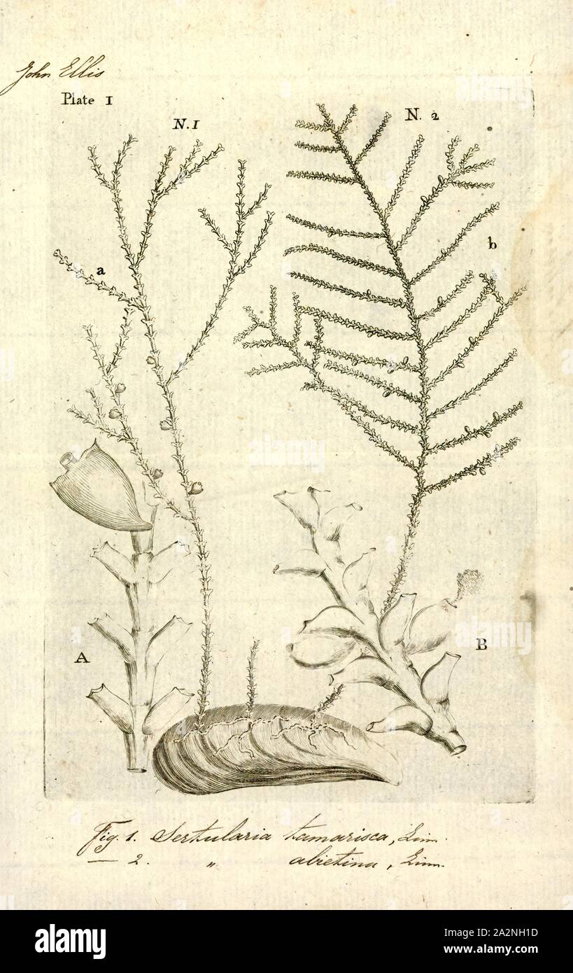 Sertularia tamarisca, Print, Sertularia is a genus of hydroids in the family Sertulariidae Stock Photo