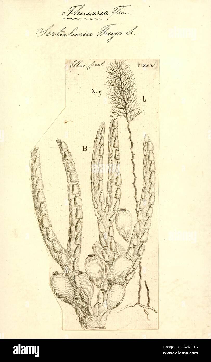 Sertularia thuja, Print, Sertularia is a genus of hydroids in the family Sertulariidae Stock Photo