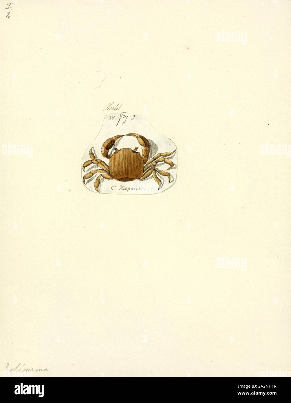 Sesarma spec., Print, Sesarma is a genus of terrestrial crabs endemic to the Americas Stock Photo