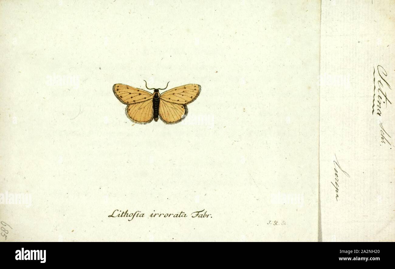 Setina, Print, Setina is a genus of moth in the family Erebidae Stock Photo