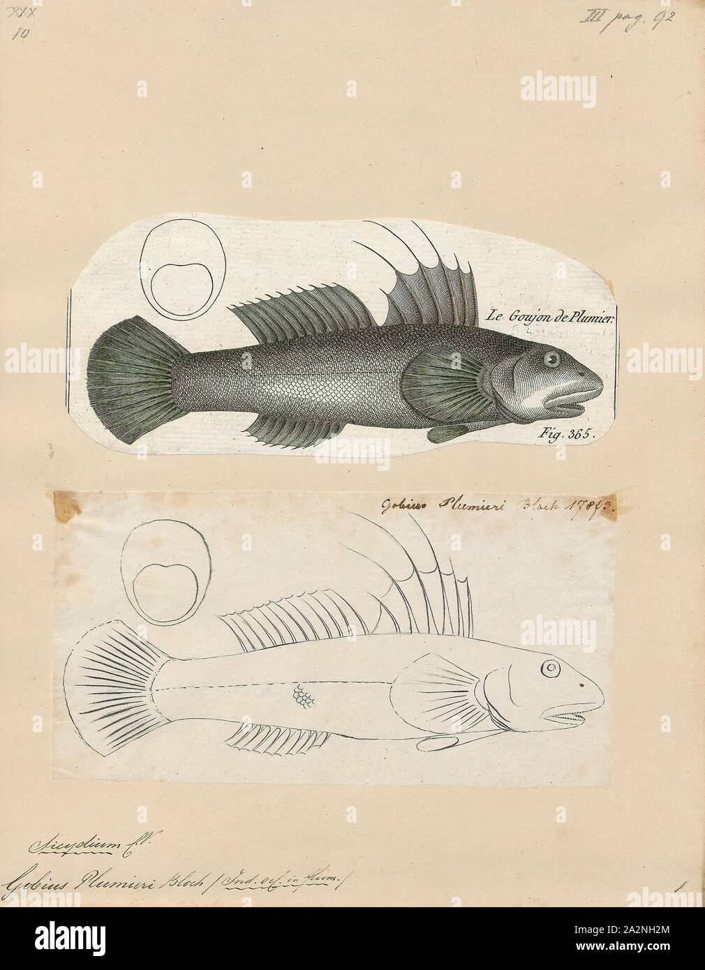 Plumiers drawings hires stock photography and images Alamy