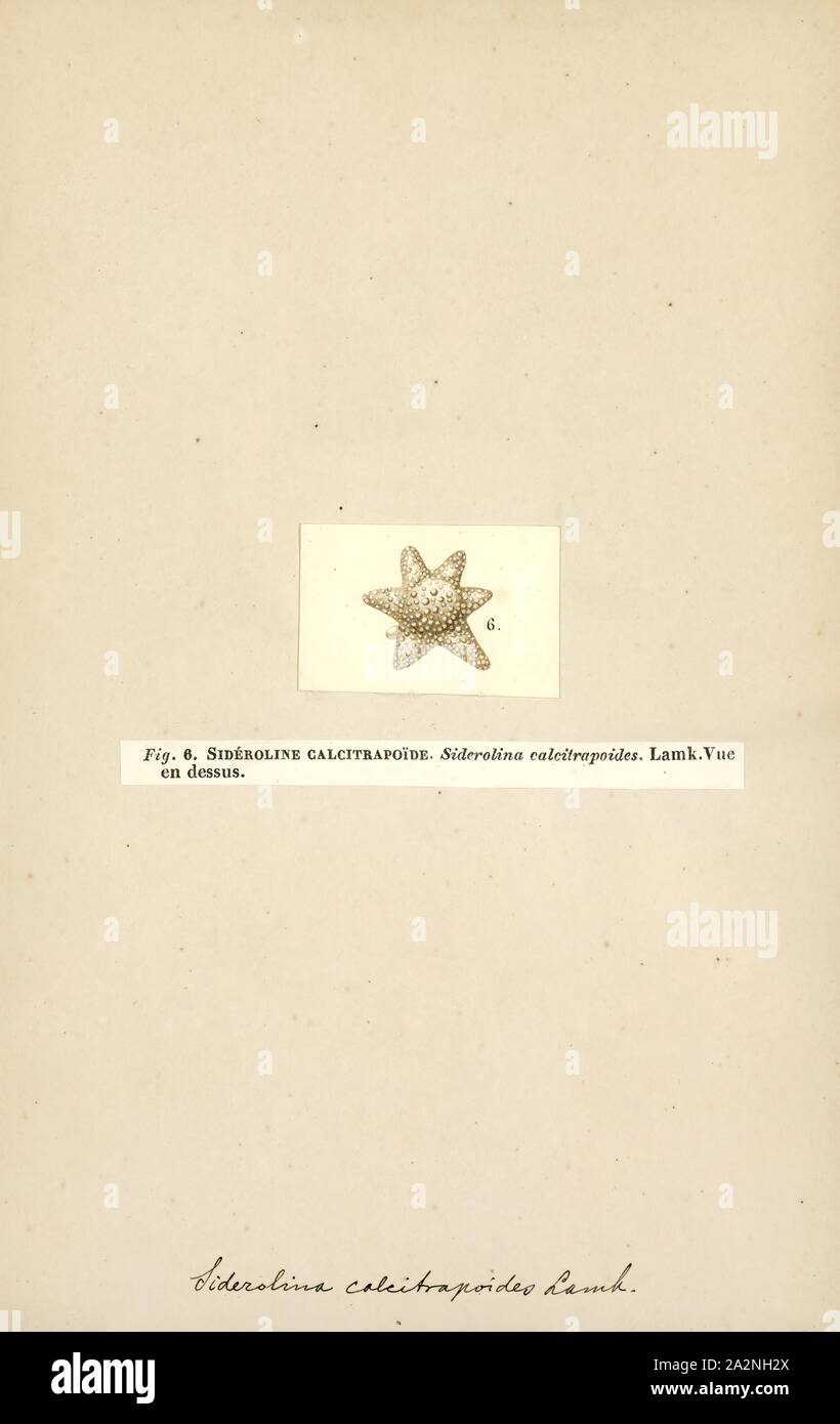 Siderolina calcitrapoides hires stock photography and images Alamy