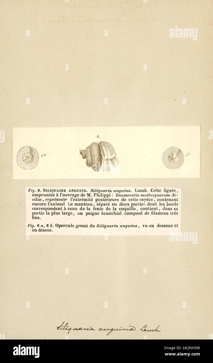 Siliquaria, Print, Siliquaria, common name the slit worm snails, is a genus of sea snails, marine gastropod molluscs in the family Siliquariidae Stock Photo