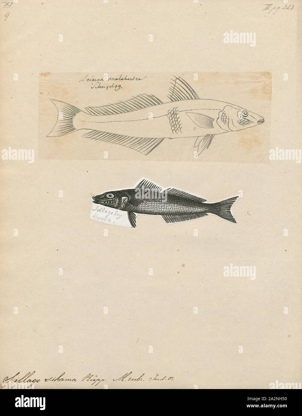 Sillago sihama, Print, The northern whiting, Sillago sihama (also known as the silver whiting and sand smelt), is a marine fish, the most widespread and abundant member of the smelt-whiting family Sillaginidae. The northern whiting was the first species of sillaginid scientifically described and is therefore the type species of both the family Sillaginidae and the genus Sillago. The species is distributed in the Indo-Pacific region from South Africa in the west to Japan and Indonesia in the east, also becoming an invasive species to the Mediterranean through the Suez Canal. The northern Stock Photo