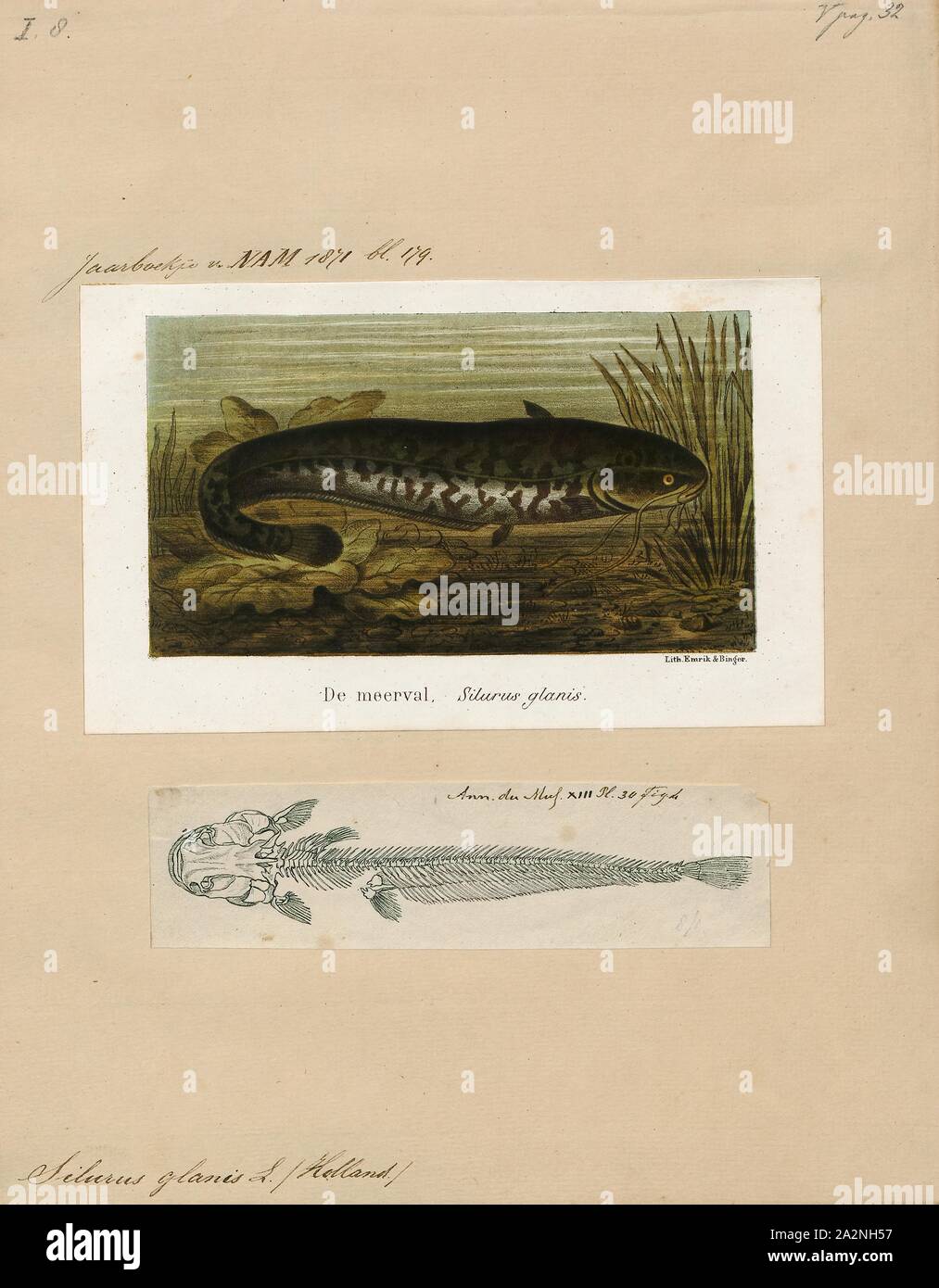 Silurus glanis, Print, The wels catfish, also called sheatfish, is a large species of catfish native to wide areas of central, southern, and eastern Europe, in the basins of the Baltic, Black, and Caspian Seas. It has been introduced to Western Europe as a prized sport fish and is now found from the United Kingdom east to Kazakhstan and China and south to Greece and Turkey. It is a scaleless freshwater fish recognizable by its broad, flat head and wide mouth. Wels catfish can live for at least fifty years., 1700-1880 Stock Photo