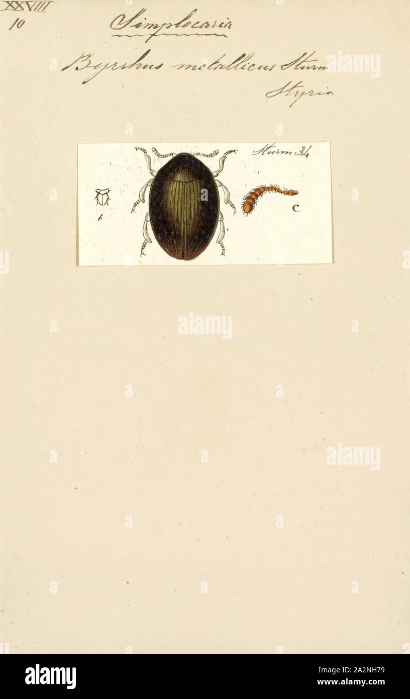 Simplocaria, Print, Simplocaria is a genus of pill beetles in the family Byrrhidae. There are at least 20 described species in Simplocaria Stock Photo