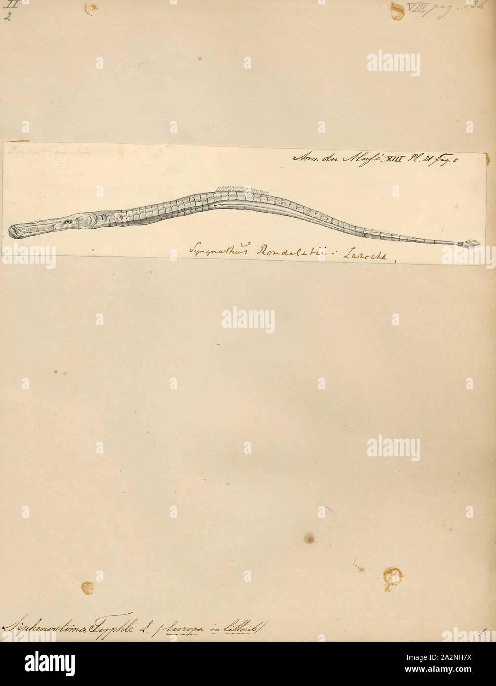 Siphonostoma typhle, Print, 1700-1880 Stock Photo