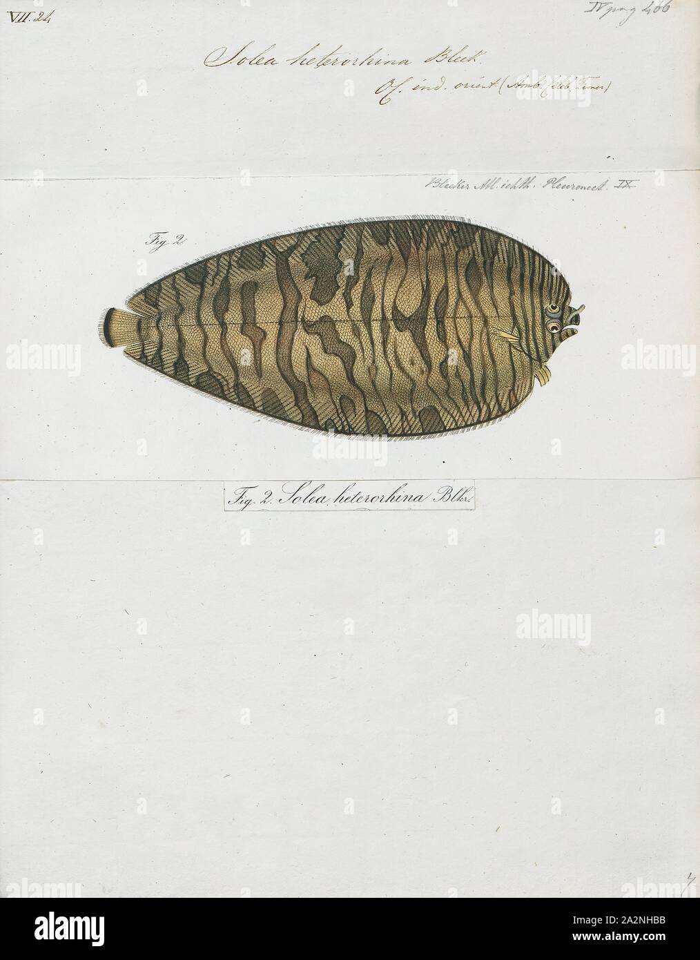 Solea heterorhina, Print, 1866-1872 Stock Photo