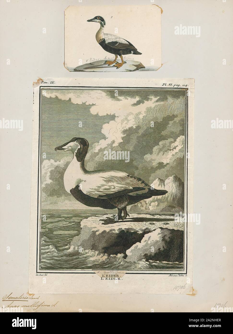 20 x 28 American White Pelican flying Saskatchewan Canada Poster Print by Tom Vezo