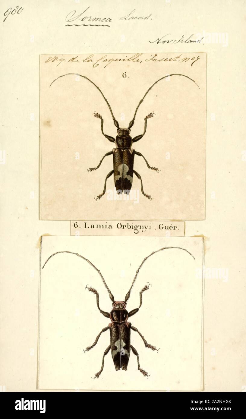 Sormea, Print, Sormea orbignyi is a species of beetle in the family Cerambycidae, and the only species in the genus Sormea. It was described by Félix Édouard Guérin-Méneville in 1831 Stock Photo