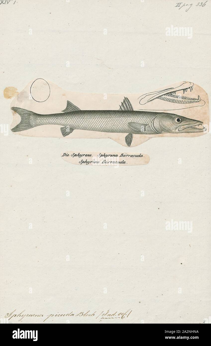 Sphyraena picuda, Print, 1700-1880 Stock Photo - Alamy