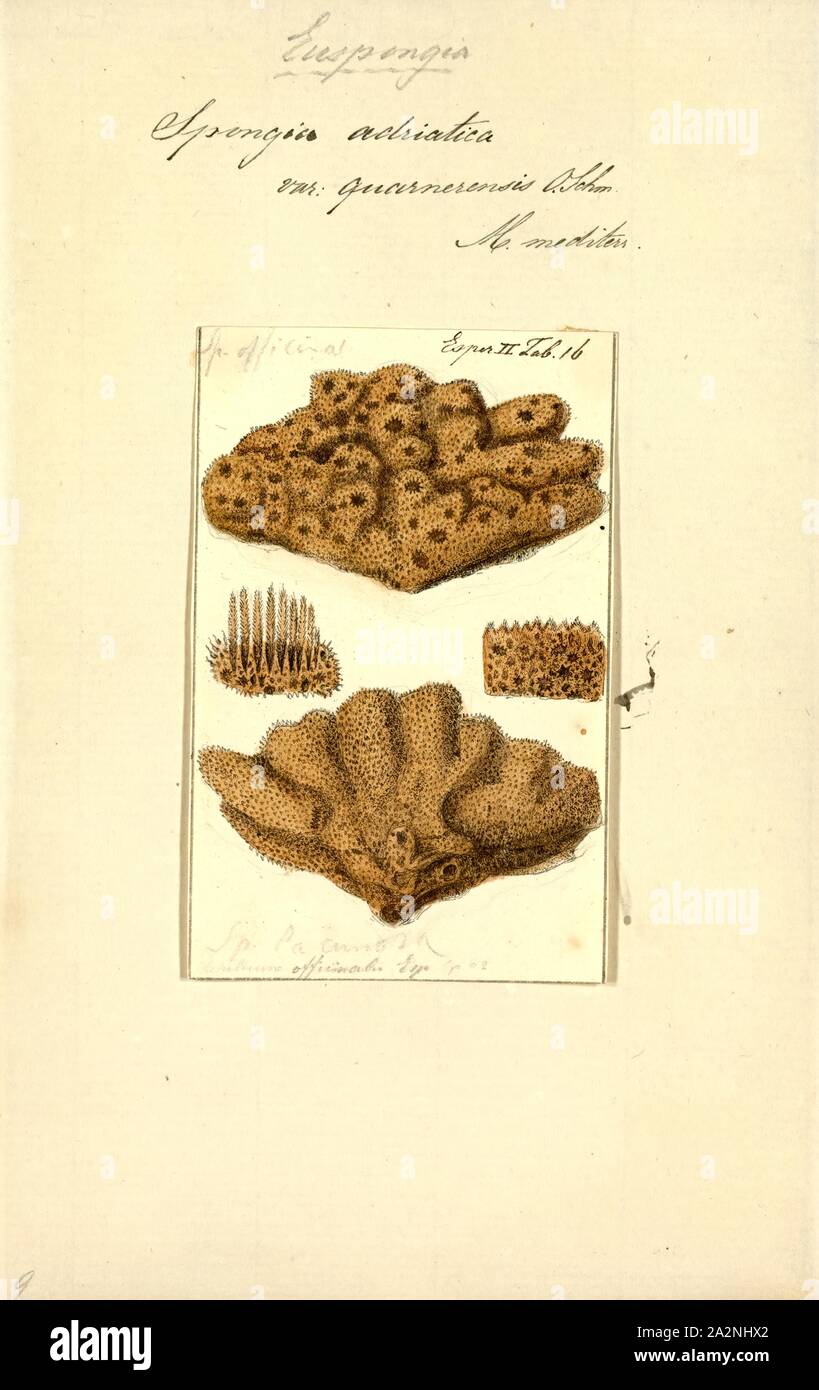 Spongia adriatica, Print, Spongia lamella in the Mediterranean Sea. Spongia is a genus of marine sponges in the family Spongiidae, originally described by Linnaeus in 1759, containing more than 50 species. Some species, including Spongia officinalis, are used as cleaning tools, but have mostly been replaced in that use by synthetic or plant material Stock Photo