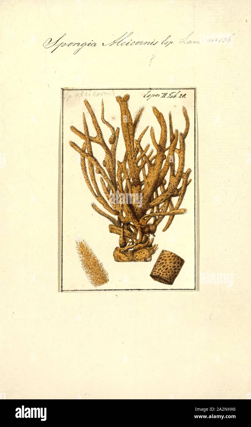 Spongia alcicornis, Print, Spongia lamella in the Mediterranean Sea. Spongia is a genus of marine sponges in the family Spongiidae, originally described by Linnaeus in 1759, containing more than 50 species. Some species, including Spongia officinalis, are used as cleaning tools, but have mostly been replaced in that use by synthetic or plant material Stock Photo