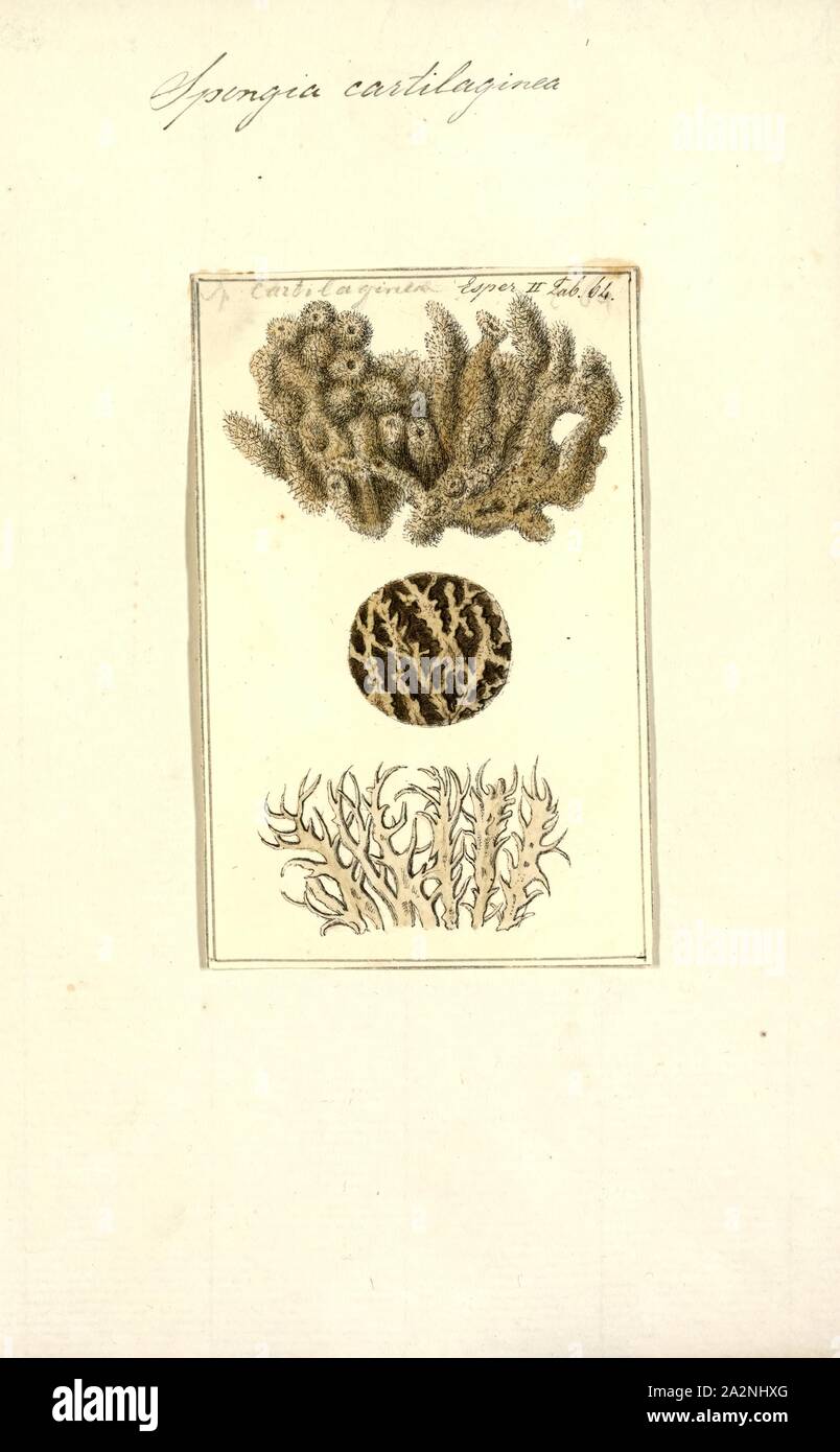 Spongia cartilaginea, Print, Spongia lamella in the Mediterranean Sea. Spongia is a genus of marine sponges in the family Spongiidae, originally described by Linnaeus in 1759, containing more than 50 species. Some species, including Spongia officinalis, are used as cleaning tools, but have mostly been replaced in that use by synthetic or plant material Stock Photo