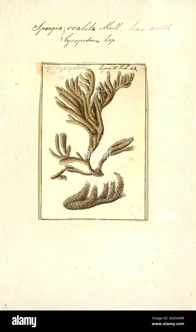 Spongia coalita, Print, Spongia lamella in the Mediterranean Sea. Spongia is a genus of marine sponges in the family Spongiidae, originally described by Linnaeus in 1759, containing more than 50 species. Some species, including Spongia officinalis, are used as cleaning tools, but have mostly been replaced in that use by synthetic or plant material Stock Photo