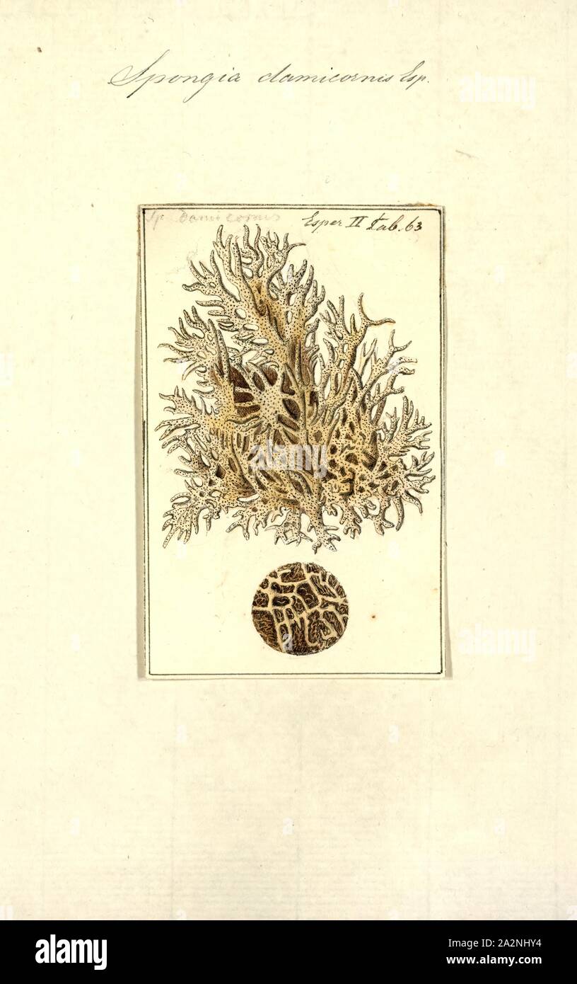Spongia damicornis, Print, Spongia lamella in the Mediterranean Sea. Spongia is a genus of marine sponges in the family Spongiidae, originally described by Linnaeus in 1759, containing more than 50 species. Some species, including Spongia officinalis, are used as cleaning tools, but have mostly been replaced in that use by synthetic or plant material Stock Photo