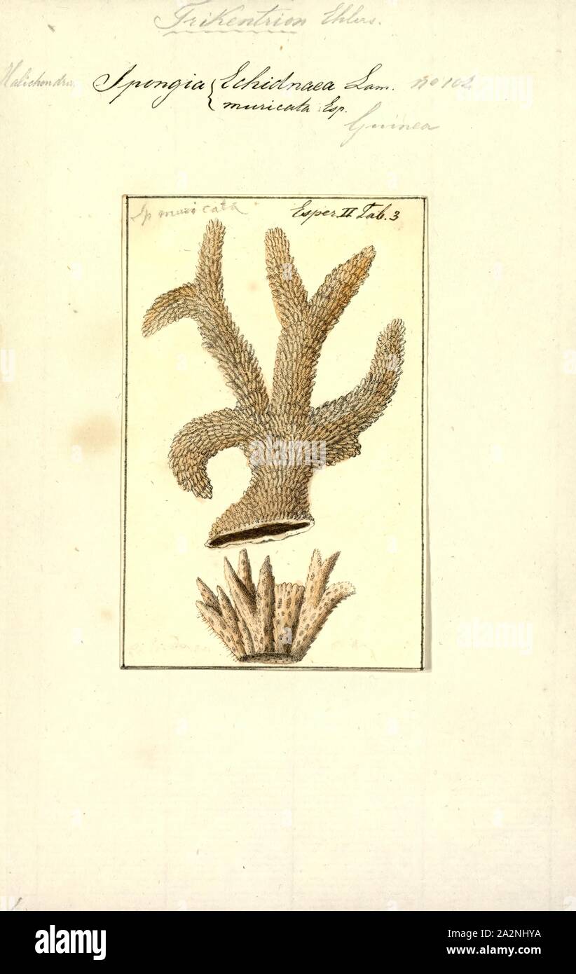 Spongia echidnaea, Print, Spongia lamella in the Mediterranean Sea. Spongia is a genus of marine sponges in the family Spongiidae, originally described by Linnaeus in 1759, containing more than 50 species. Some species, including Spongia officinalis, are used as cleaning tools, but have mostly been replaced in that use by synthetic or plant material Stock Photo
