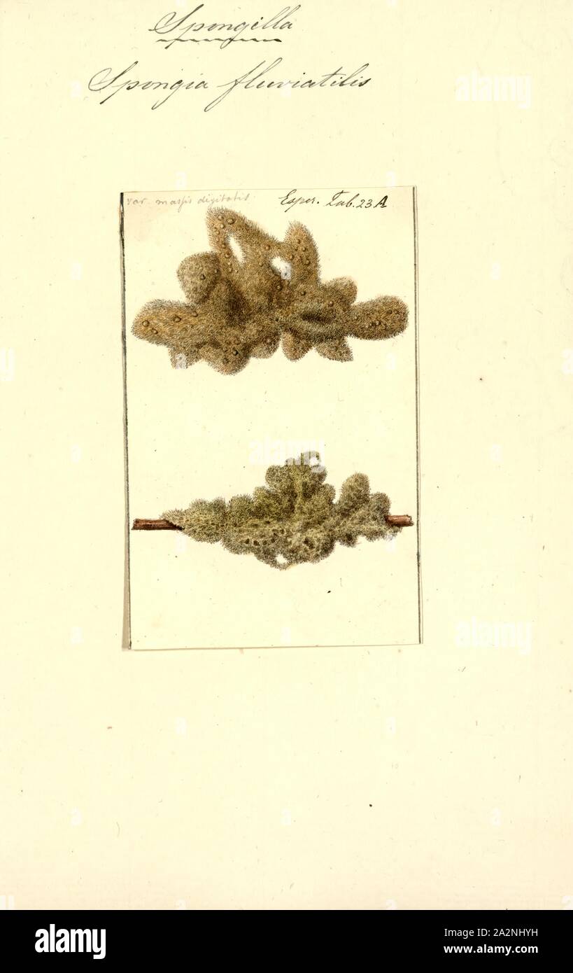 Spongia fluviatilis, Print, Spongia lamella in the Mediterranean Sea. Spongia is a genus of marine sponges in the family Spongiidae, originally described by Linnaeus in 1759, containing more than 50 species. Some species, including Spongia officinalis, are used as cleaning tools, but have mostly been replaced in that use by synthetic or plant material Stock Photo