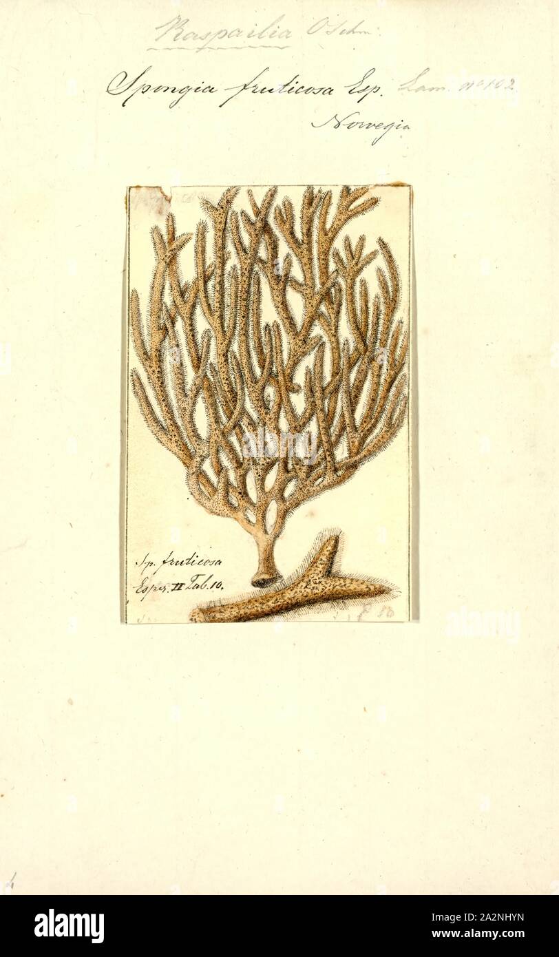 Spongia fruticosa, Print, Spongia lamella in the Mediterranean Sea. Spongia is a genus of marine sponges in the family Spongiidae, originally described by Linnaeus in 1759, containing more than 50 species. Some species, including Spongia officinalis, are used as cleaning tools, but have mostly been replaced in that use by synthetic or plant material Stock Photo