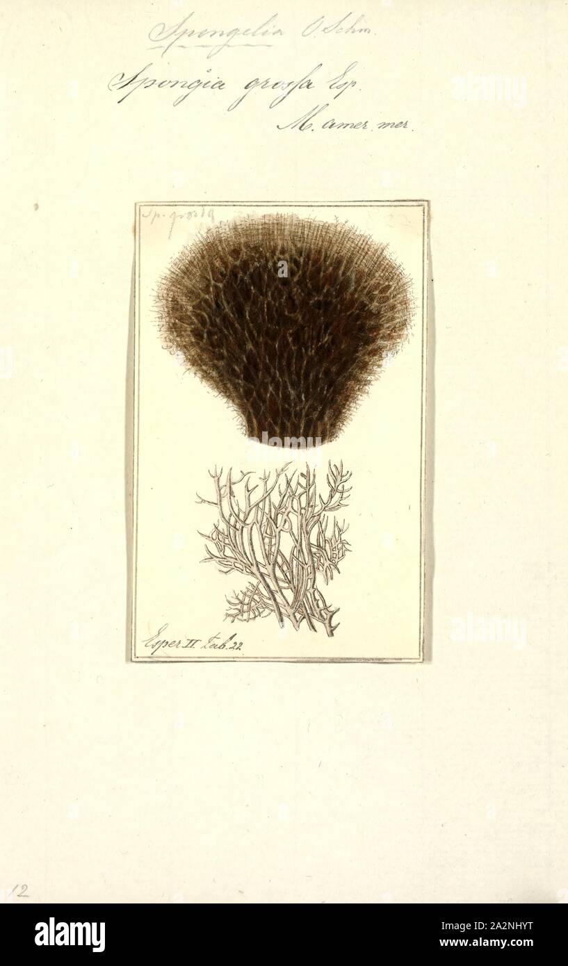 Spongia grossa, Print, Spongia lamella in the Mediterranean Sea. Spongia is a genus of marine sponges in the family Spongiidae, originally described by Linnaeus in 1759, containing more than 50 species. Some species, including Spongia officinalis, are used as cleaning tools, but have mostly been replaced in that use by synthetic or plant material Stock Photo