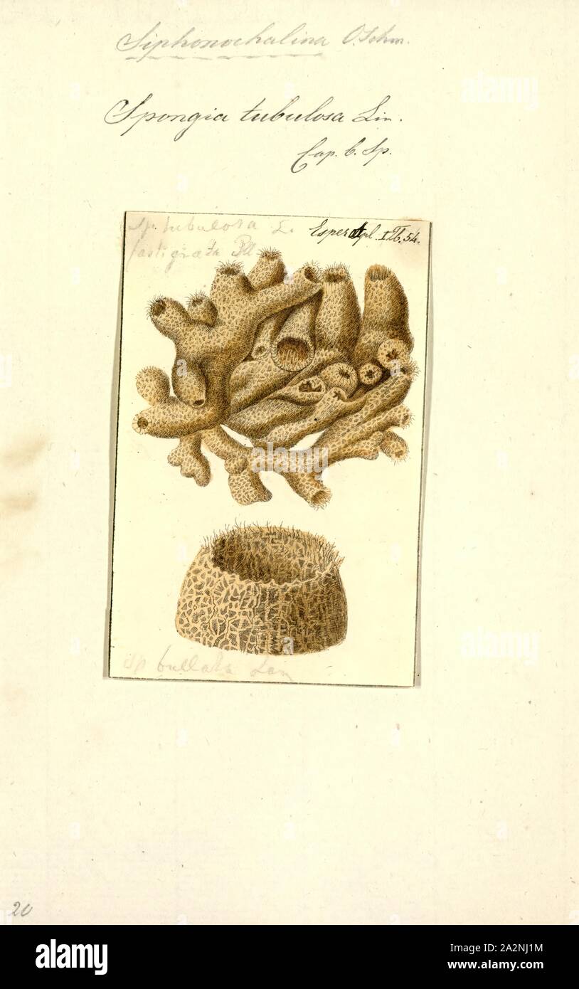 Spongia tubulosa, Print, Spongia lamella in the Mediterranean Sea. Spongia is a genus of marine sponges in the family Spongiidae, originally described by Linnaeus in 1759, containing more than 50 species. Some species, including Spongia officinalis, are used as cleaning tools, but have mostly been replaced in that use by synthetic or plant material Stock Photo