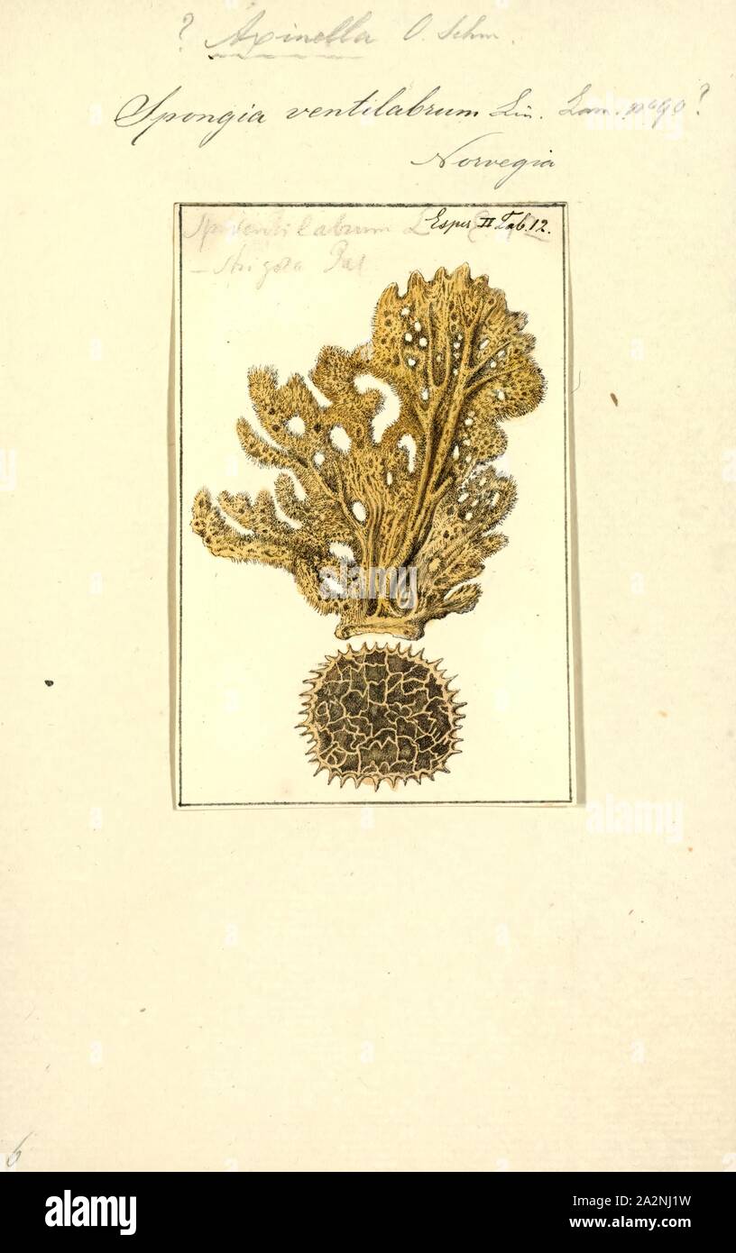 Spongia ventilabrum, Print, Spongia lamella in the Mediterranean Sea. Spongia is a genus of marine sponges in the family Spongiidae, originally described by Linnaeus in 1759, containing more than 50 species. Some species, including Spongia officinalis, are used as cleaning tools, but have mostly been replaced in that use by synthetic or plant material Stock Photo