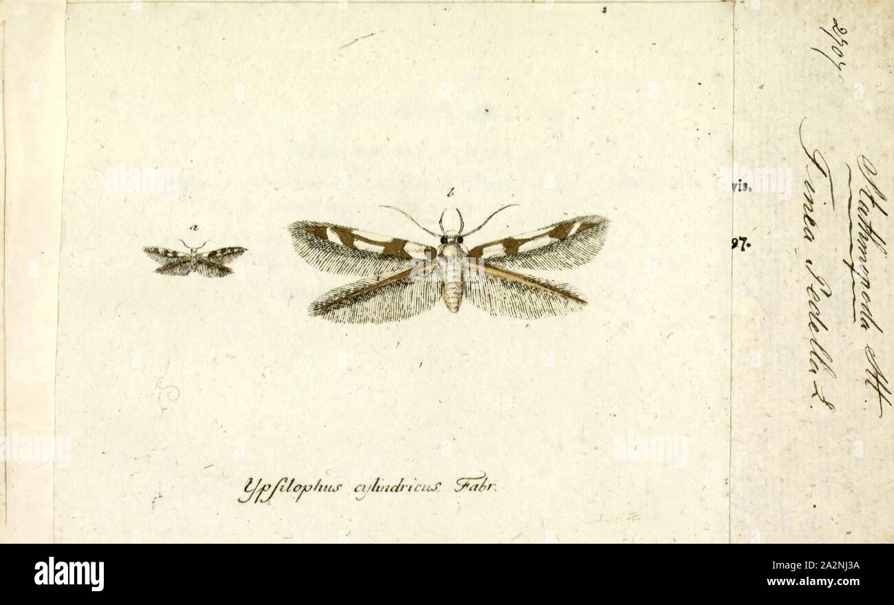 Stathmopoda, Print, Stathmopoda is a genus of moths of the subfamily Stathmopodinae in the Oecophoridae family. Note that the phylogeny and systematics of gelechoid moths are still not fully resolved Stock Photo