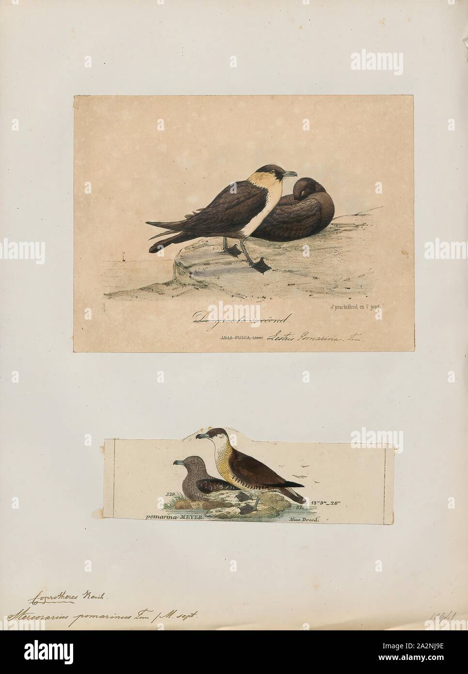 Stercorarius pomarinus, Print, The pomarine jaeger (Stercorarius pomarinus), pomarine skua, or pomatorhine skua, is a seabird in the skua family Stercorariidae. It is a migrant, wintering at sea in the tropical oceans., 1700-1880 Stock Photo
