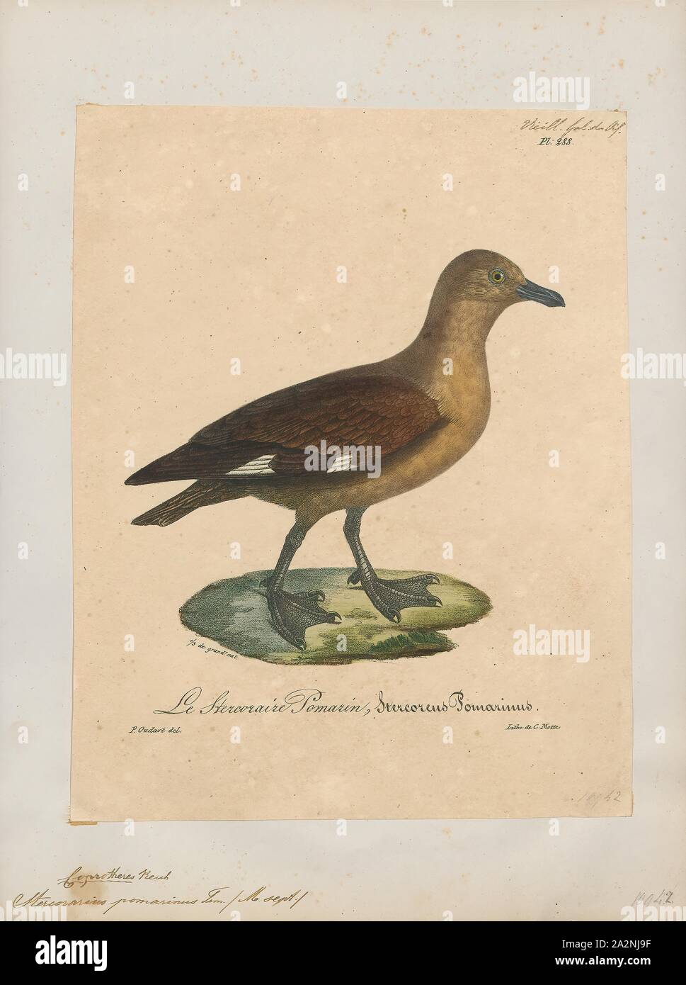 Stercorarius pomarinus, Print, The pomarine jaeger (Stercorarius pomarinus), pomarine skua, or pomatorhine skua, is a seabird in the skua family Stercorariidae. It is a migrant, wintering at sea in the tropical oceans., 1825-1834 Stock Photo