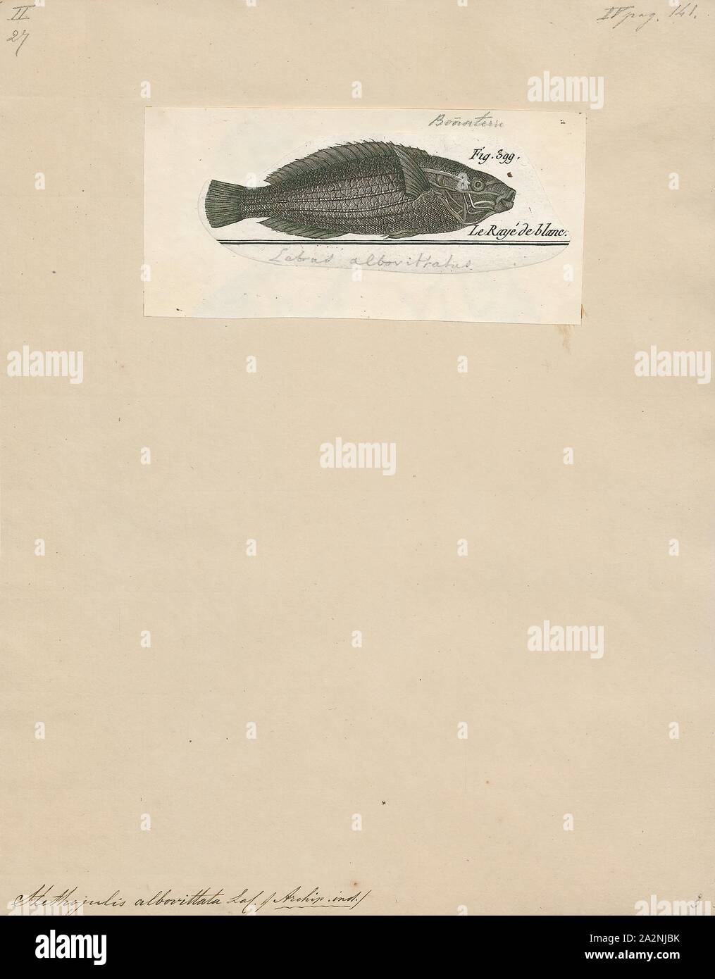Stethojulis albovittata, Print, Stethojulis albovittatus, commonly known as the Rainbowfish, is a reef-dwelling fish that feeds on small invertebrates., 1788 Stock Photo