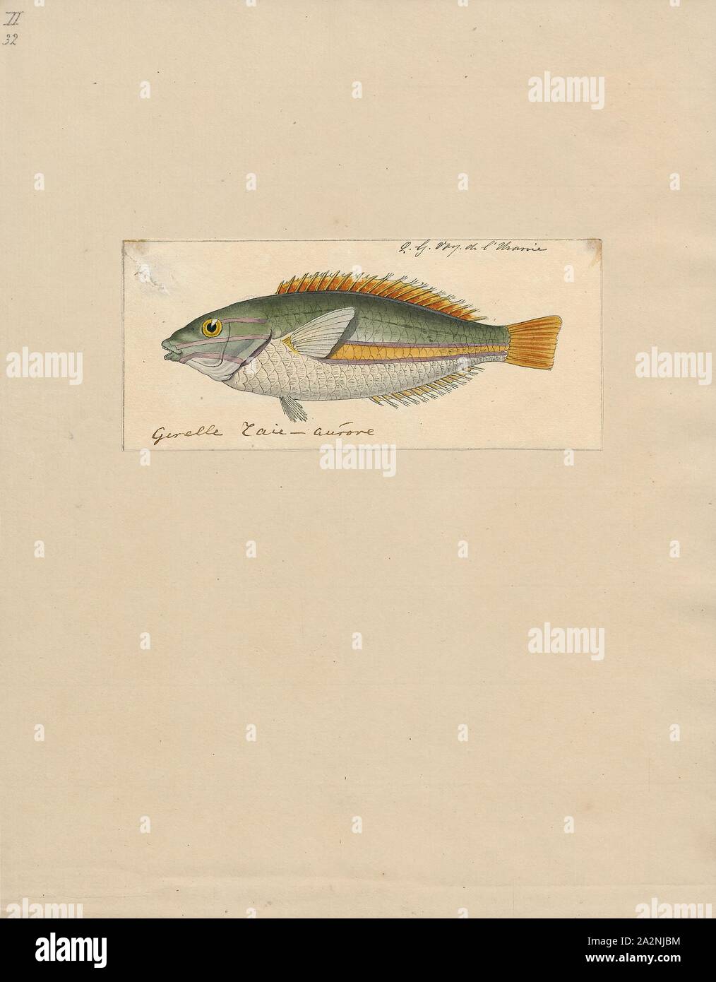 Stethojulis albovittata, Print, Stethojulis albovittatus, commonly known as the Rainbowfish, is a reef-dwelling fish that feeds on small invertebrates., 1824-1839 Stock Photo