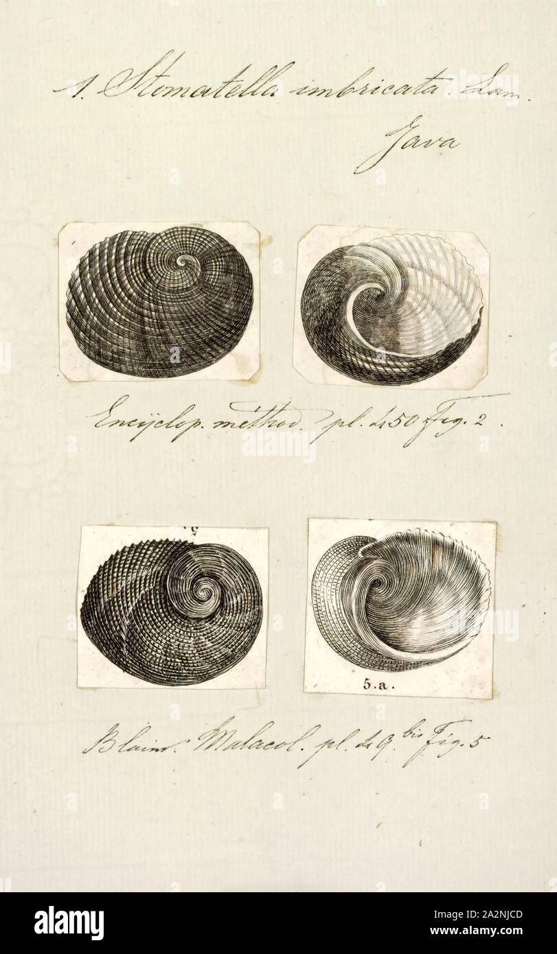 Stomatella imbricata, Print, Stomatella is a genus of small to medium-sized sea snails, marine gastropod mollusks in the family Trochidae, the top snails and their allies Stock Photo
