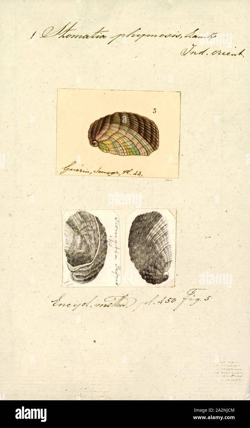 Stomatia phymosis, Print, Stomatia, common name the keeled wide mouths, is a genus of sea snails, marine gastropod mollusks in the family Trochidae, the top snails Stock Photo