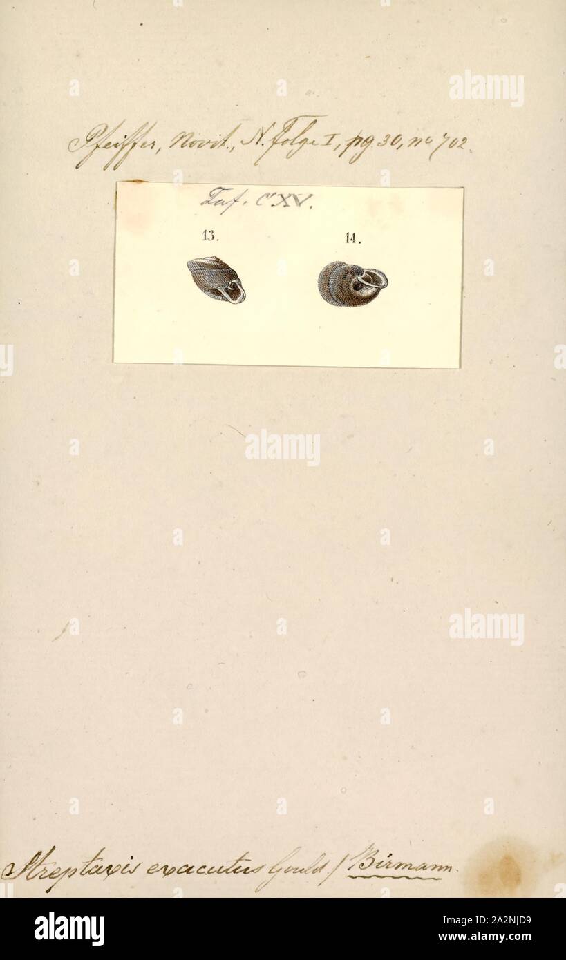 Streptaxis exacutus, Print, Streptaxis is a genus of airbreathing land