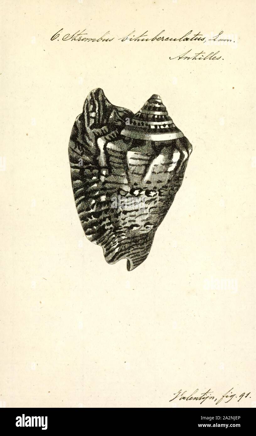 Strombus bituberculatus, Print, Strombus is a genus of medium to large sea snails, marine gastropod molluscs in the family Strombidae, which comprises the true conchs and their immediate relatives. The genus Strombus was named by Swedish Naturalist Carl Linnaeus in 1758. Around 50 living species were recognized, which vary in size from fairly small to very large. Six species live in the greater Caribbean region, including the queen conch, Strombus gigas (now usually known as Eustrombus gigas or Lobatus gigas), and the West Indian fighting conch, Strombus pugilis. However, since 2006, many Stock Photo