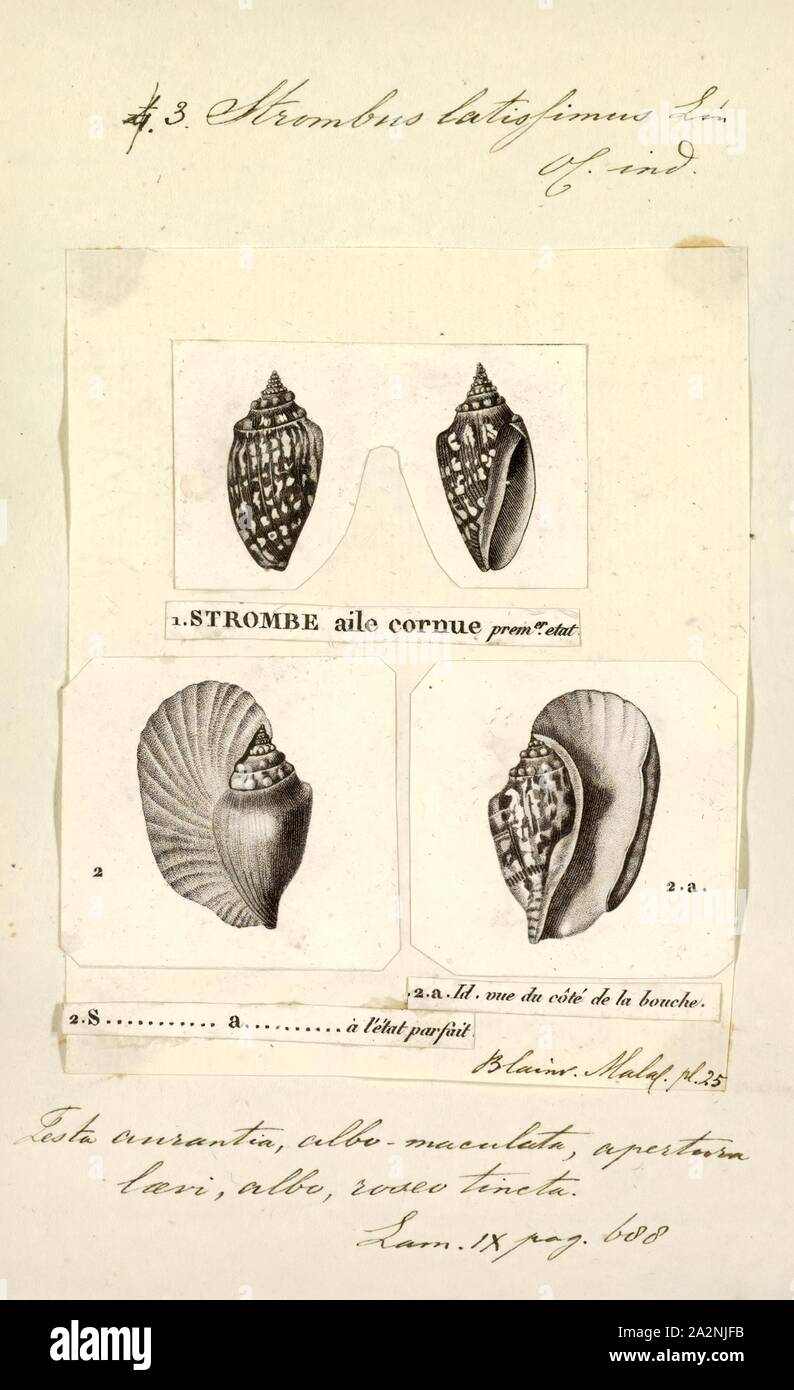 Strombus latissimus, Print, Strombus is a genus of medium to large sea snails, marine gastropod molluscs in the family Strombidae, which comprises the true conchs and their immediate relatives. The genus Strombus was named by Swedish Naturalist Carl Linnaeus in 1758. Around 50 living species were recognized, which vary in size from fairly small to very large. Six species live in the greater Caribbean region, including the queen conch, Strombus gigas (now usually known as Eustrombus gigas or Lobatus gigas), and the West Indian fighting conch, Strombus pugilis. However, since 2006, many species Stock Photo