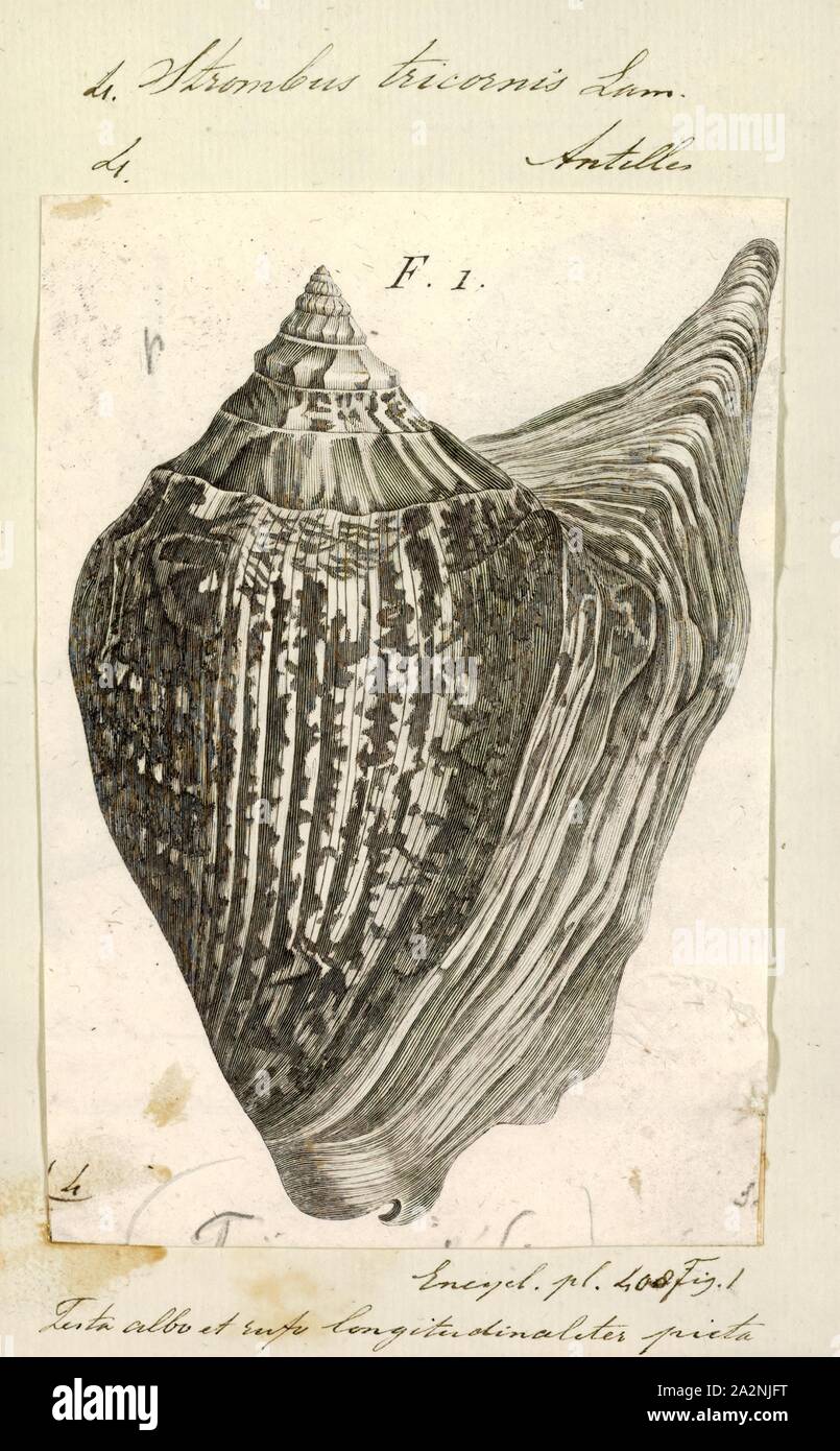 Strombus tricornis, Print, Tricornis tricornis, common name the three ...