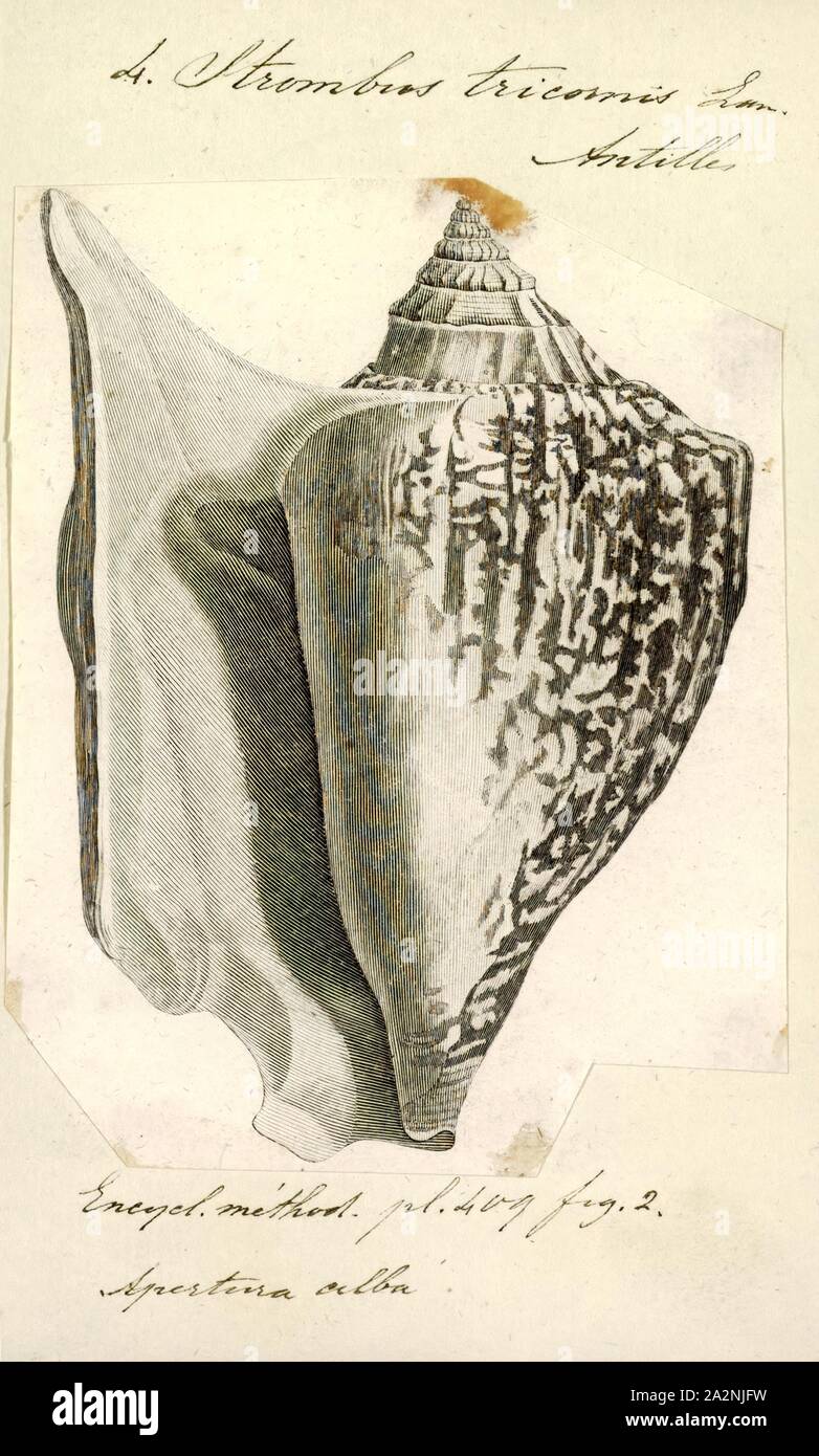 Strombus Tricornis Print Tricornis Tricornis Common Name The Three Cornered Conch Is A Species Of Sea Snail A Marine Gastropod Mollusk In The Family Strombidae The True Conchs Stock Photo Alamy<script async src=