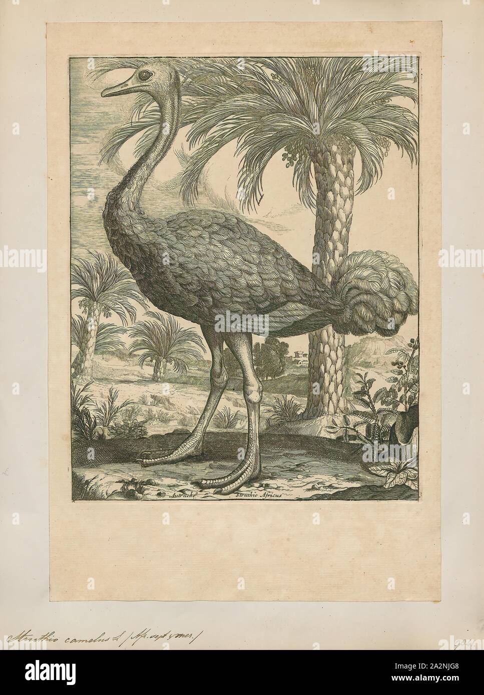 Struthio camelus, Print, The common ostrich (Struthio camelus), or simply ostrich, is a species of large flightless bird native to certain large areas of Africa. It is one of two extant species of ostriches, the only living members of the genus Struthio in the ratite order of birds. The other is the Somali ostrich (Struthio molybdophanes), which was recognized as a distinct species by BirdLife International in 2014 having been previously considered a very distinctive subspecies of ostrich., 1700-1880 Stock Photo