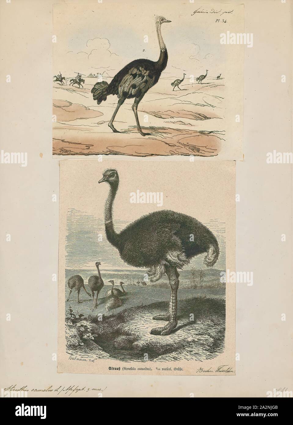 Struthio camelus, Print, The common ostrich (Struthio camelus), or simply ostrich, is a species of large flightless bird native to certain large areas of Africa. It is one of two extant species of ostriches, the only living members of the genus Struthio in the ratite order of birds. The other is the Somali ostrich (Struthio molybdophanes), which was recognized as a distinct species by BirdLife International in 2014 having been previously considered a very distinctive subspecies of ostrich., 1700-1880 Stock Photo
