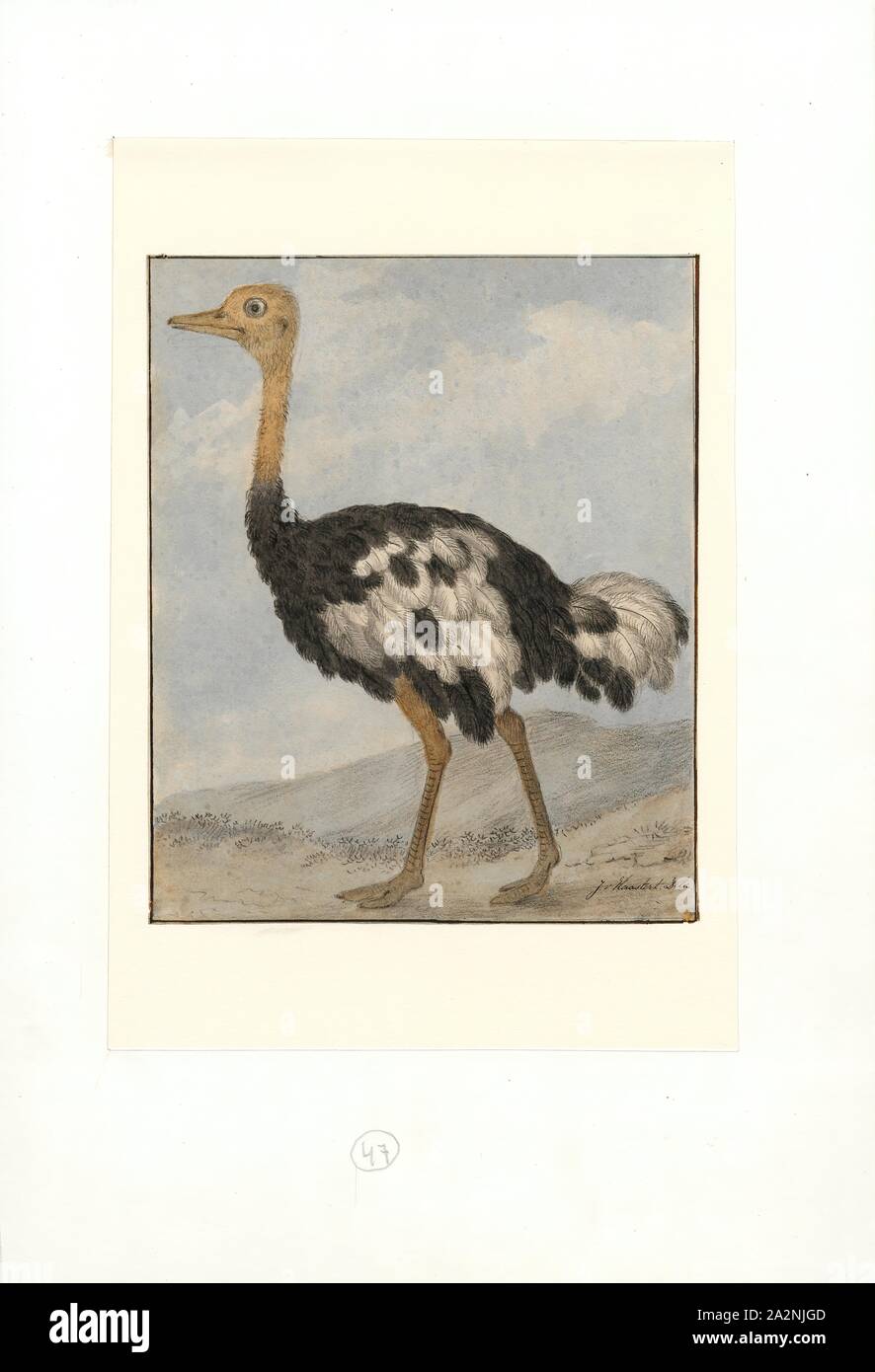 Struthio camelus, Print, The common ostrich (Struthio camelus), or simply ostrich, is a species of large flightless bird native to certain large areas of Africa. It is one of two extant species of ostriches, the only living members of the genus Struthio in the ratite order of birds. The other is the Somali ostrich (Struthio molybdophanes), which was recognized as a distinct species by BirdLife International in 2014 having been previously considered a very distinctive subspecies of ostrich., 1753-1834 Stock Photo