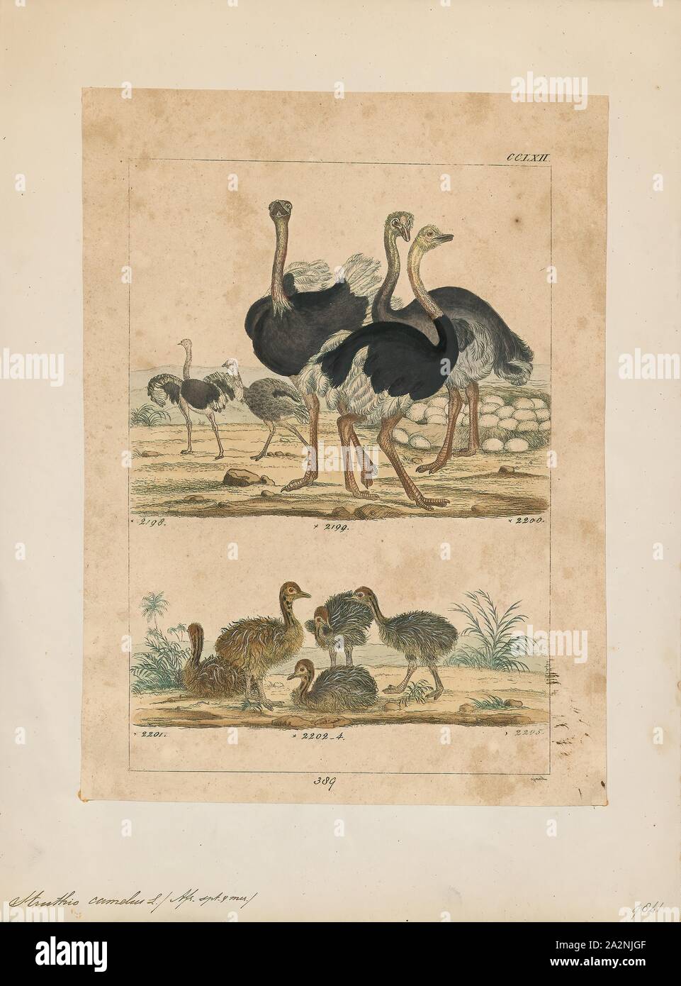 Struthio camelus, Print, The common ostrich (Struthio camelus), or simply ostrich, is a species of large flightless bird native to certain large areas of Africa. It is one of two extant species of ostriches, the only living members of the genus Struthio in the ratite order of birds. The other is the Somali ostrich (Struthio molybdophanes), which was recognized as a distinct species by BirdLife International in 2014 having been previously considered a very distinctive subspecies of ostrich., 1820-1860 Stock Photo
