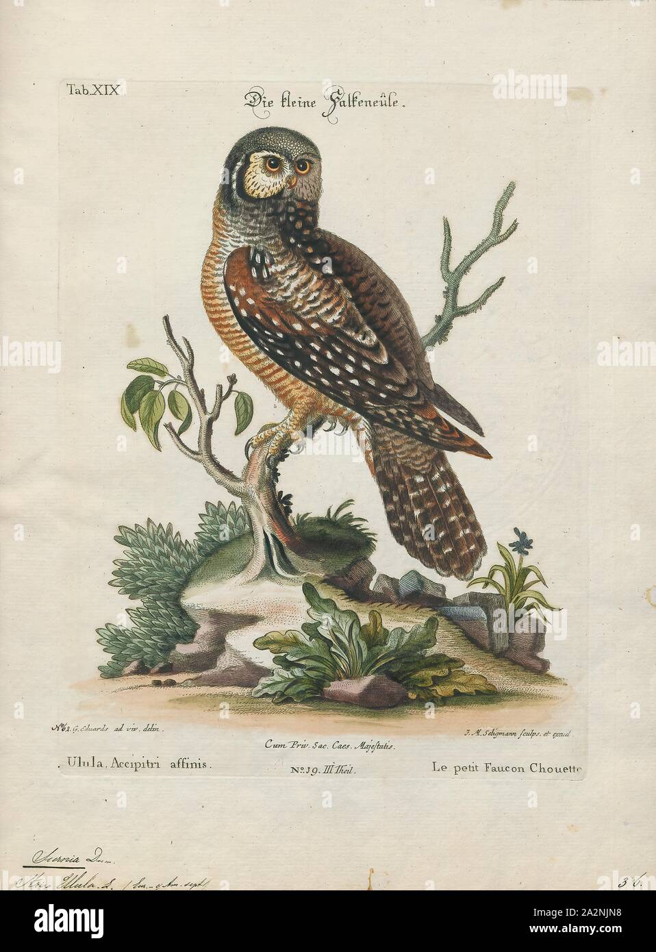 Surnia ulula, Print, The northern hawk-owl (Surnia ulula) is a medium sized true owl of the northern latitudes. It is non-migratory and usually stays within its breeding range, though it sometimes irrupts southward. It is one of the few owls that is neither nocturnal nor crepuscular, being active only during the day. This is the only living species in the genus Surnia of the family Strigidae, the "typical" owls (as opposed to barn owls, Tytonidae). The species is sometimes called simply the hawk owl; however, many species of owls in the genus Ninox are also called "hawk owls"., 1700-1880 Stock Photo