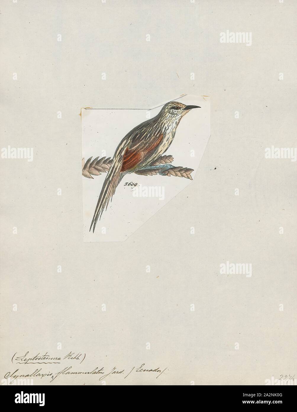 Synallaxis flammulata, Print, Synallaxis is a genus of birds in the ovenbird family, Furnariidae., 1820-1860 Stock Photo