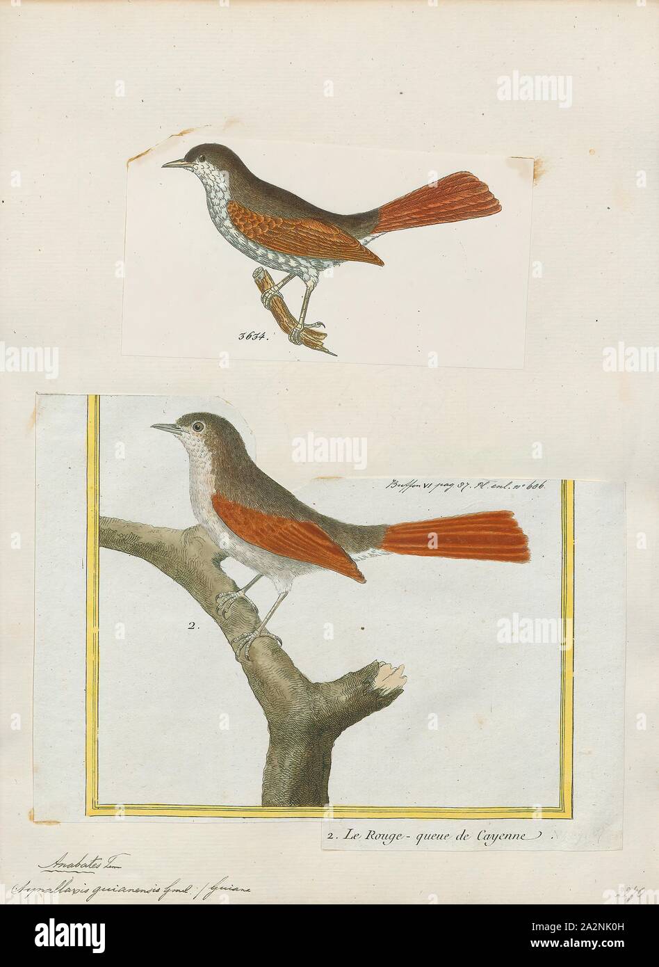 Synallaxis guianensis, Print, Synallaxis is a genus of birds in the ovenbird family, Furnariidae., 1700-1880 Stock Photo