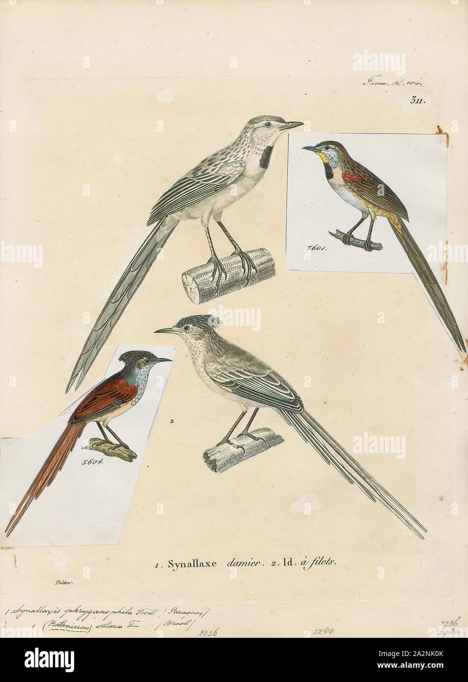 Synallaxis phryganophila, Print, Synallaxis is a genus of birds in the ovenbird family, Furnariidae., 1700-1880 Stock Photo